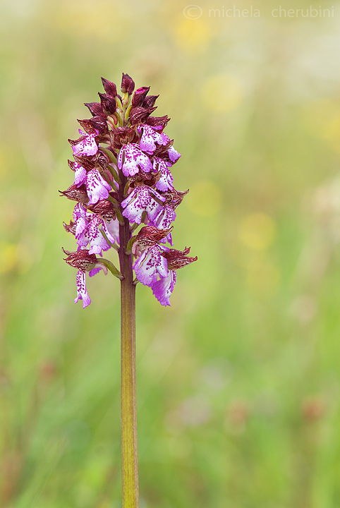 varie forme della purpurea